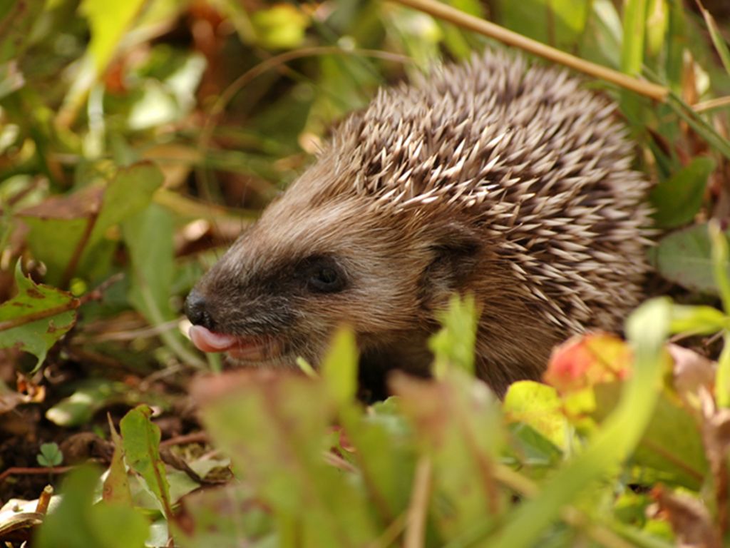 hedgehog sits in the grass